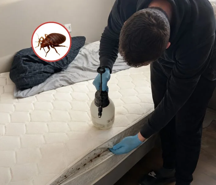 Technicien traitant un matelas contre les punaises de lit à Sceaux